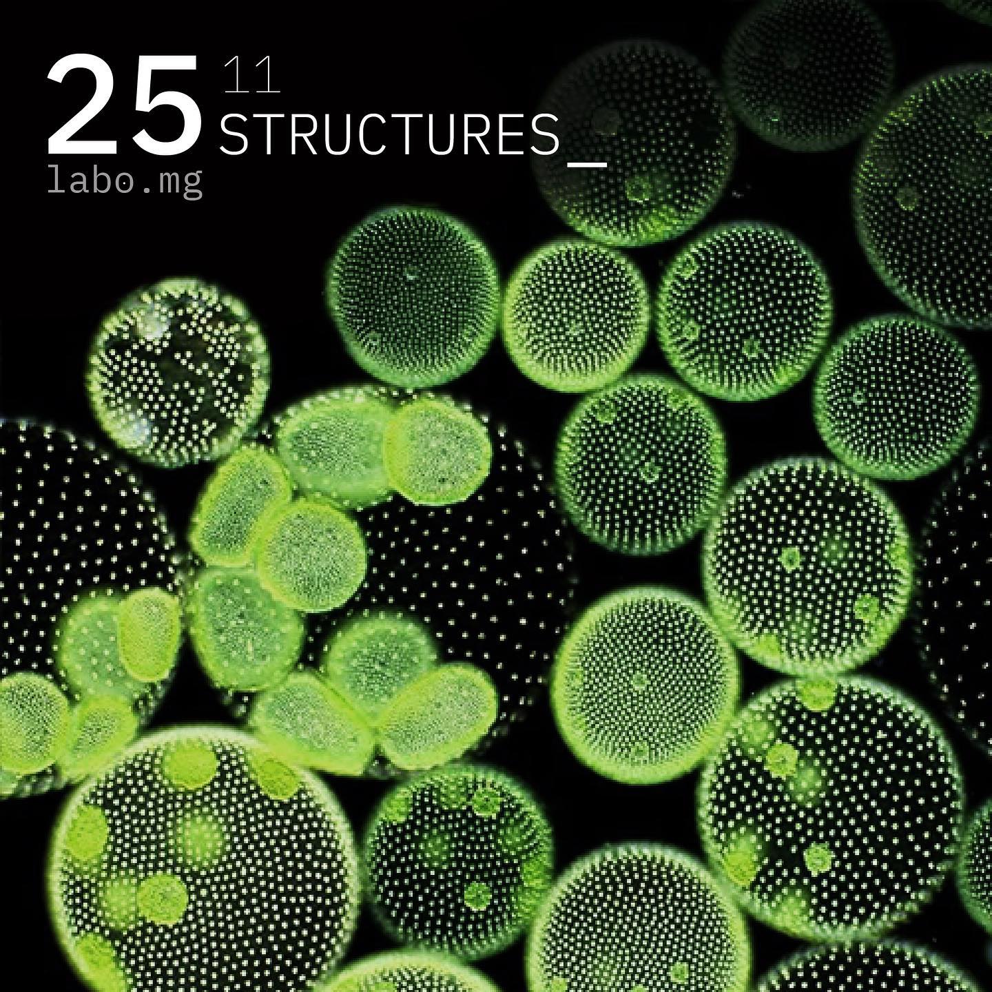 Le volvox, algue verte