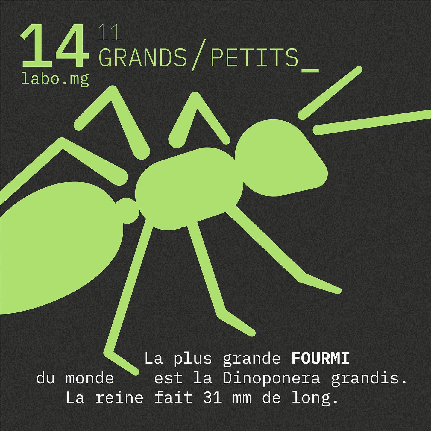 Les fourmis géantes