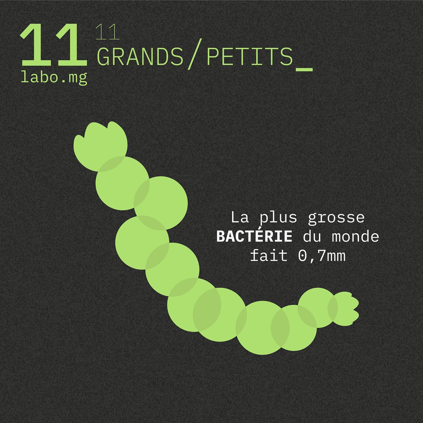 Les bactéries géantes