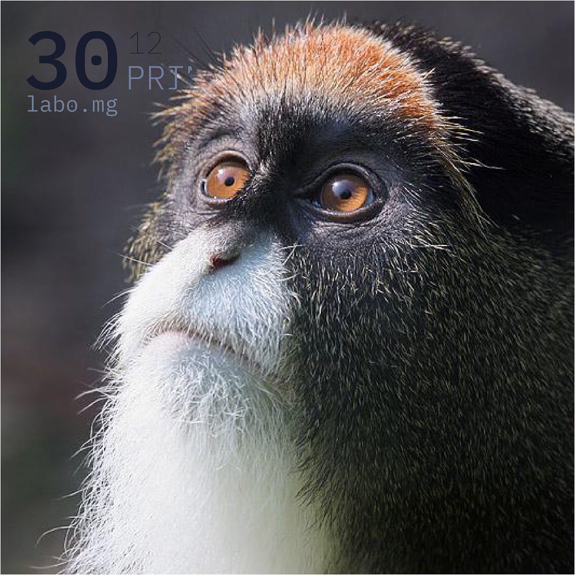 Cercopithèque de Brazza