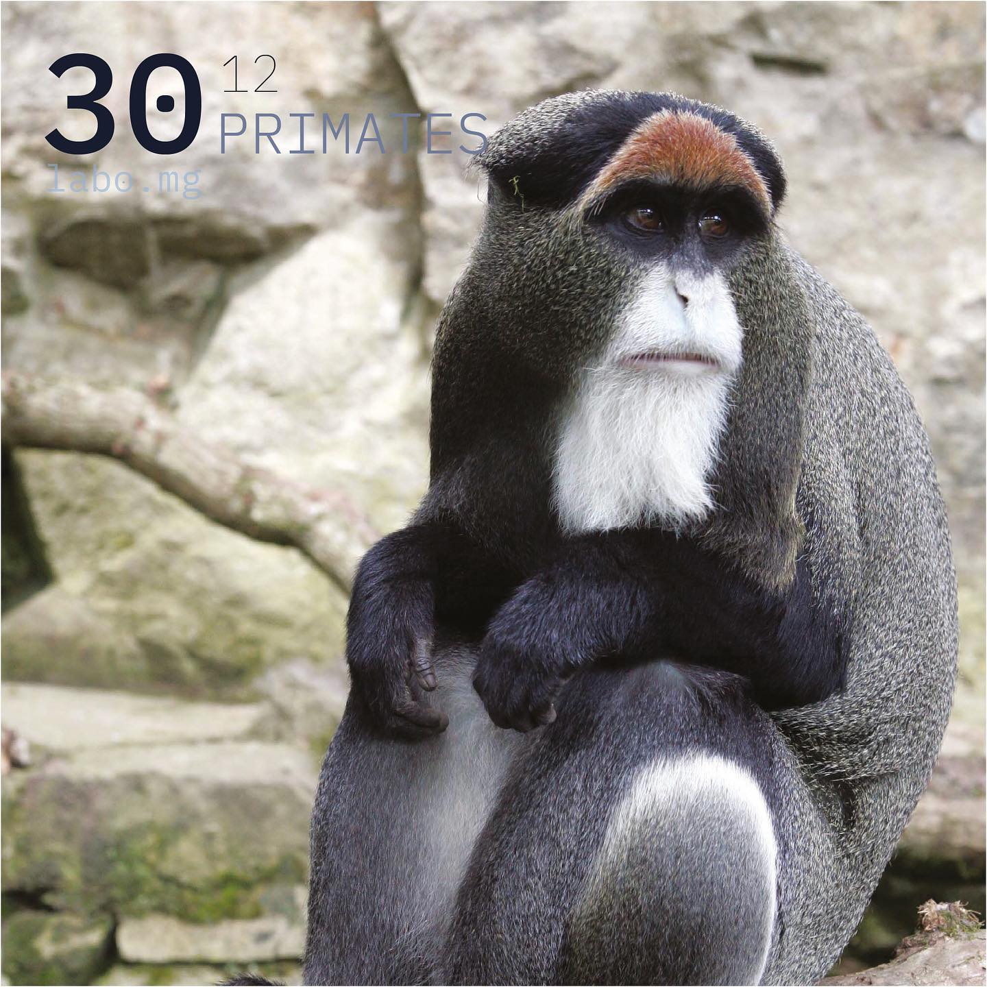 Cercopithèque de Brazza