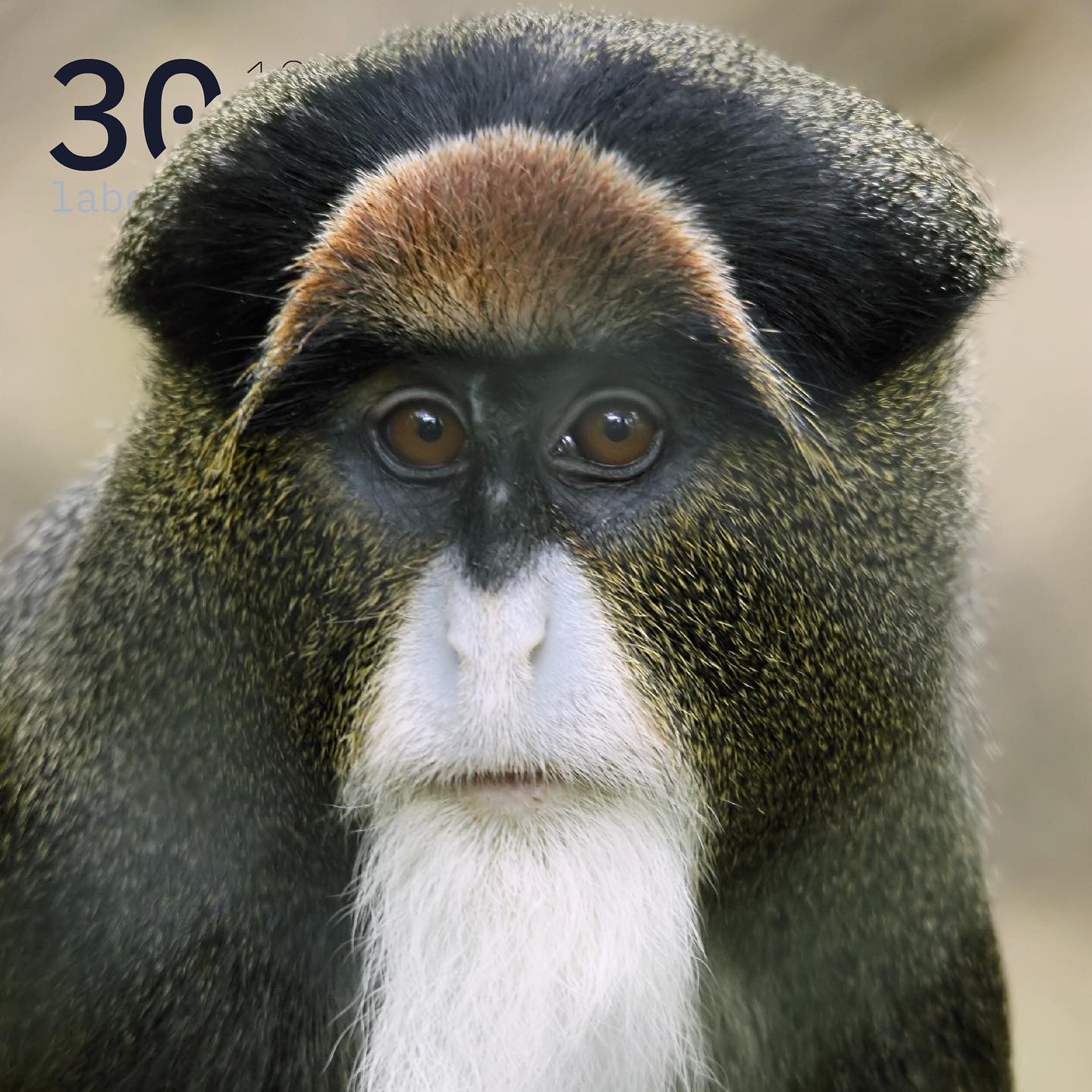 Cercopithèque de Brazza