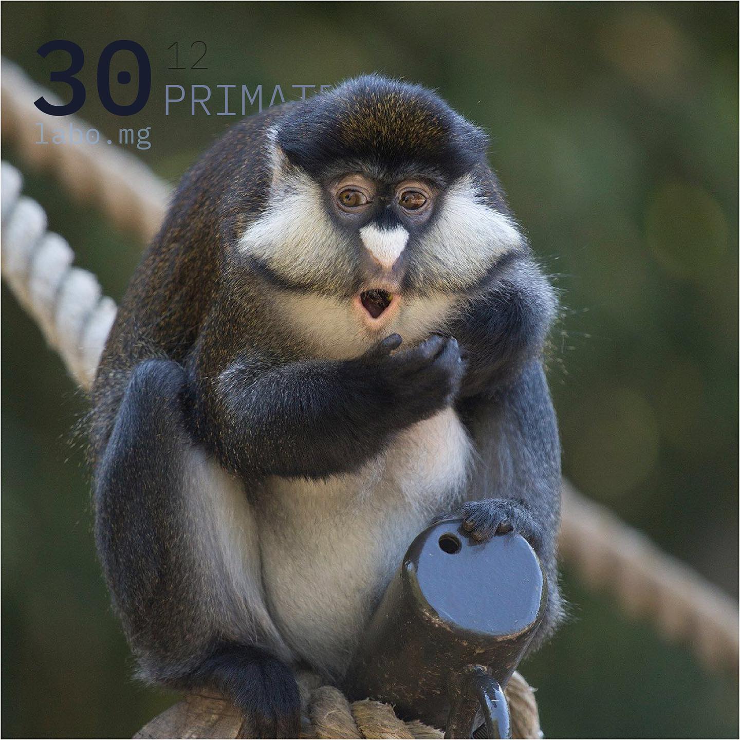 Cercopithèque de Brazza