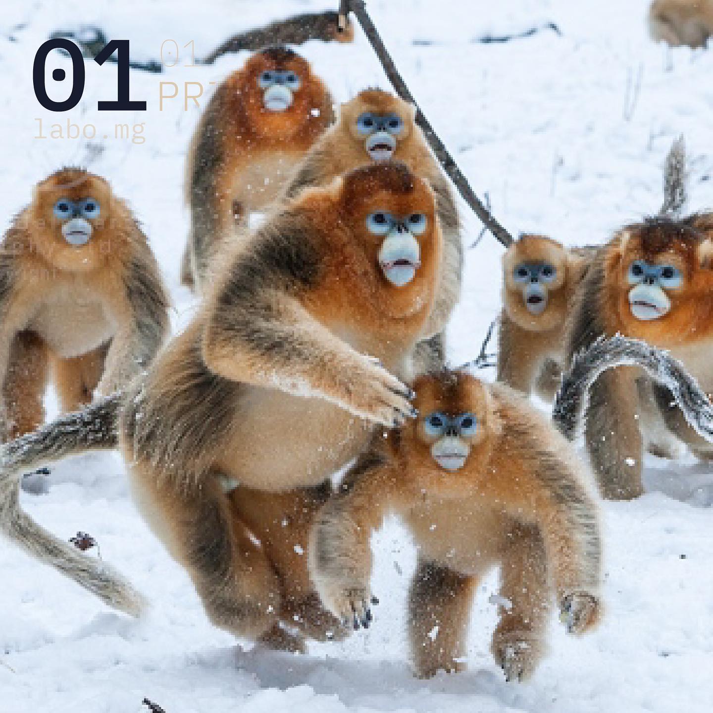 Rhinopithèque de Roxellane