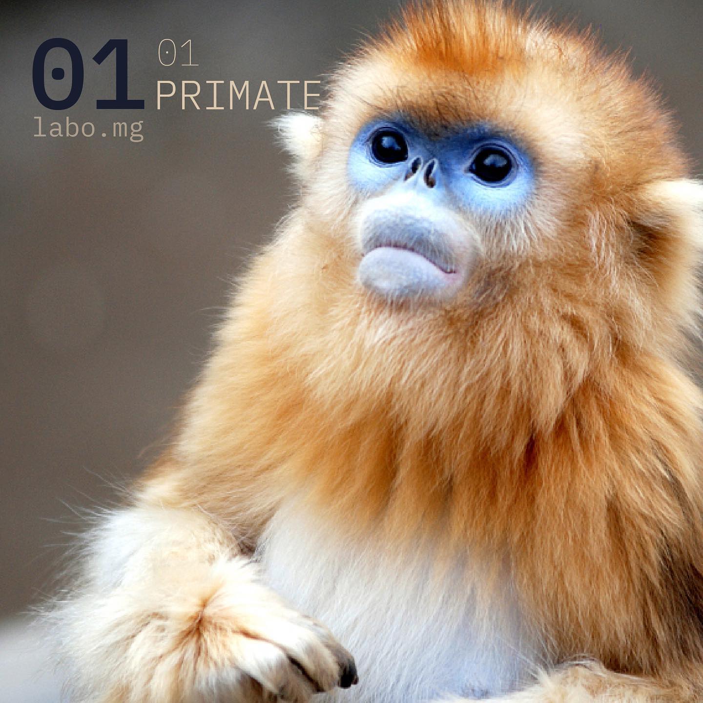 Rhinopithèque de Roxellane