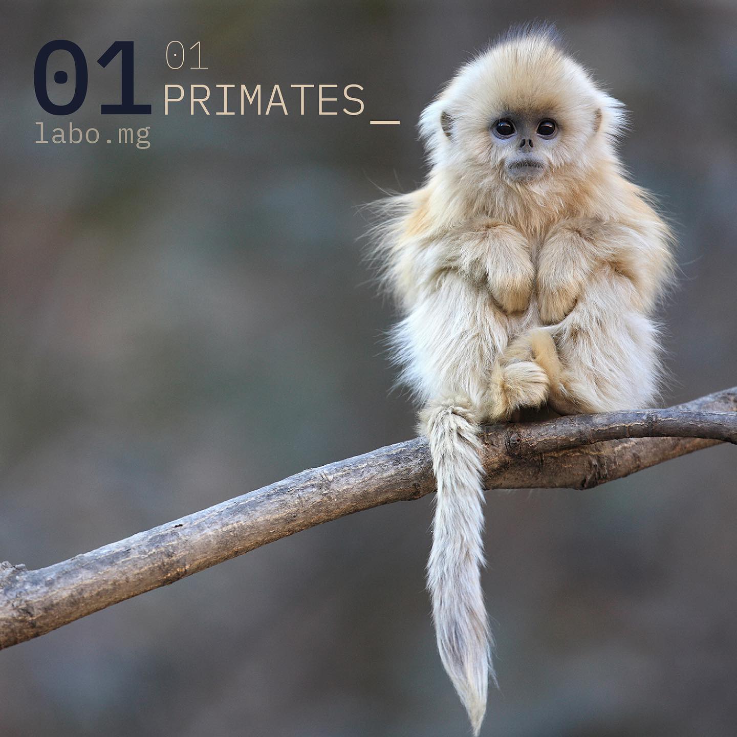 Rhinopithèque de Roxellane