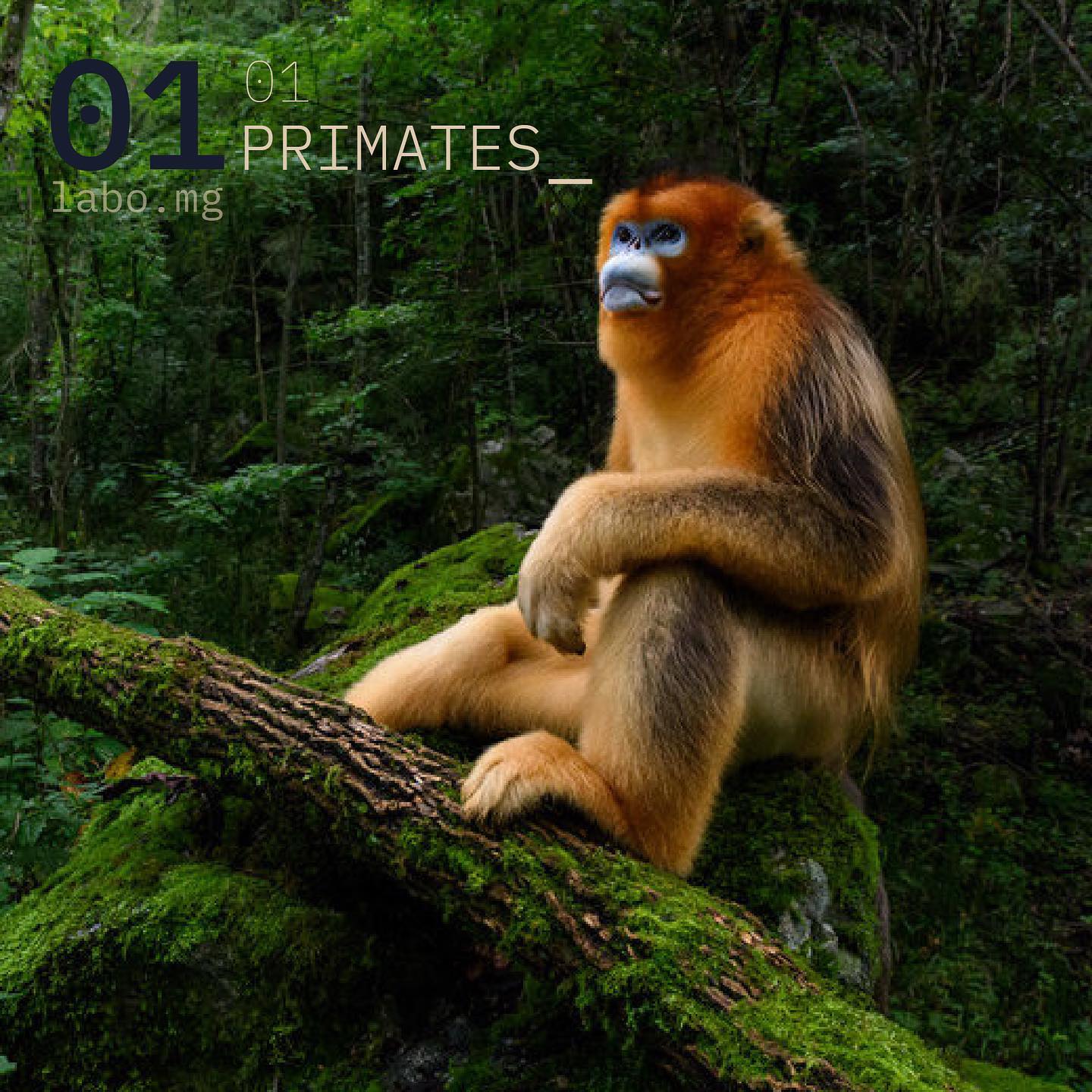 Rhinopithèque de Roxellane