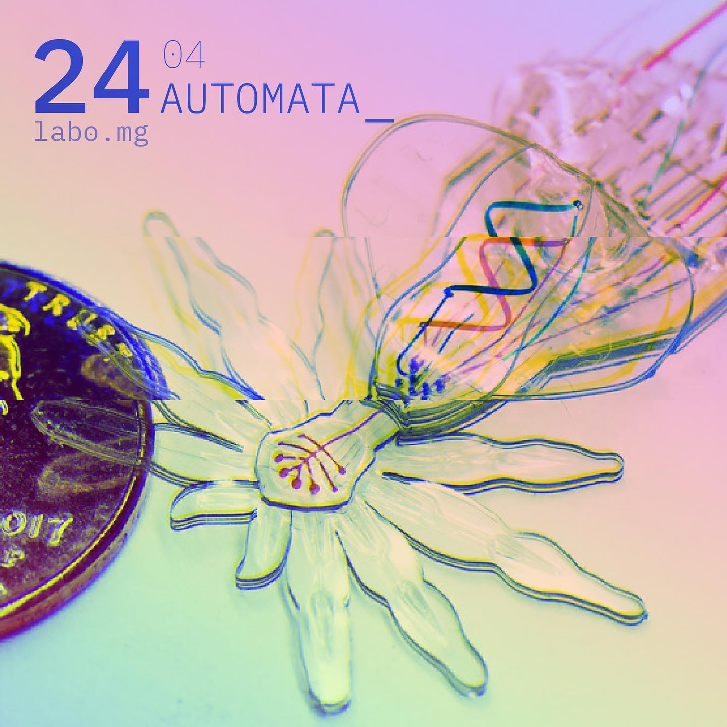 Intelligentia Cœtus