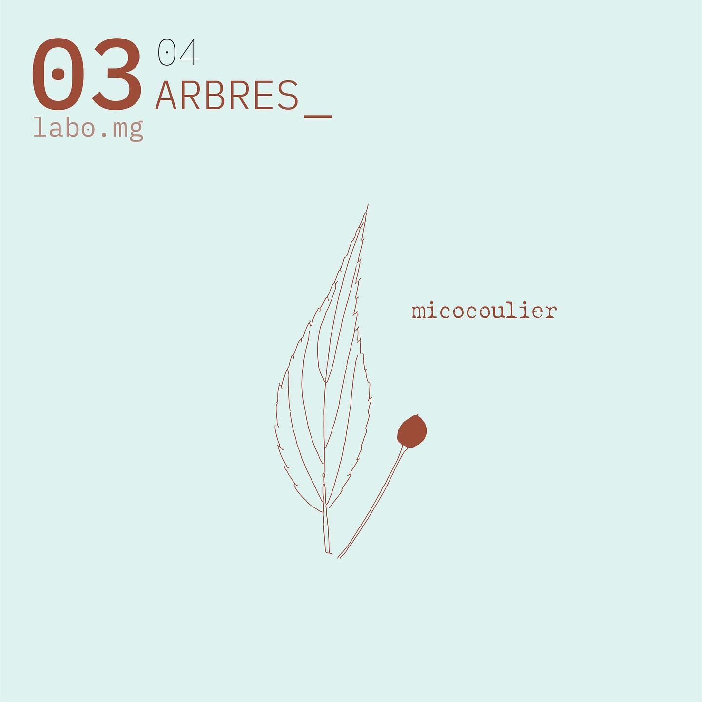 Arbres urbains remarquables