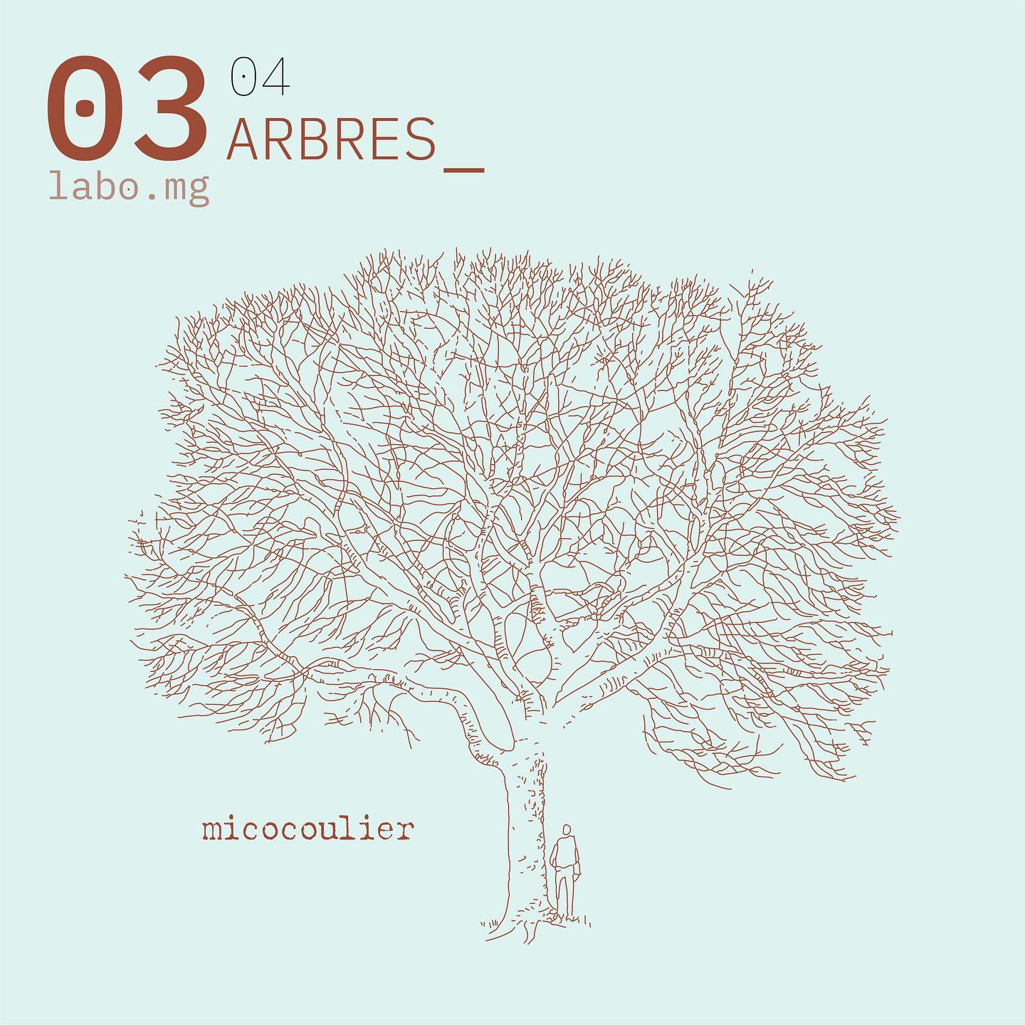 Arbres urbains remarquables