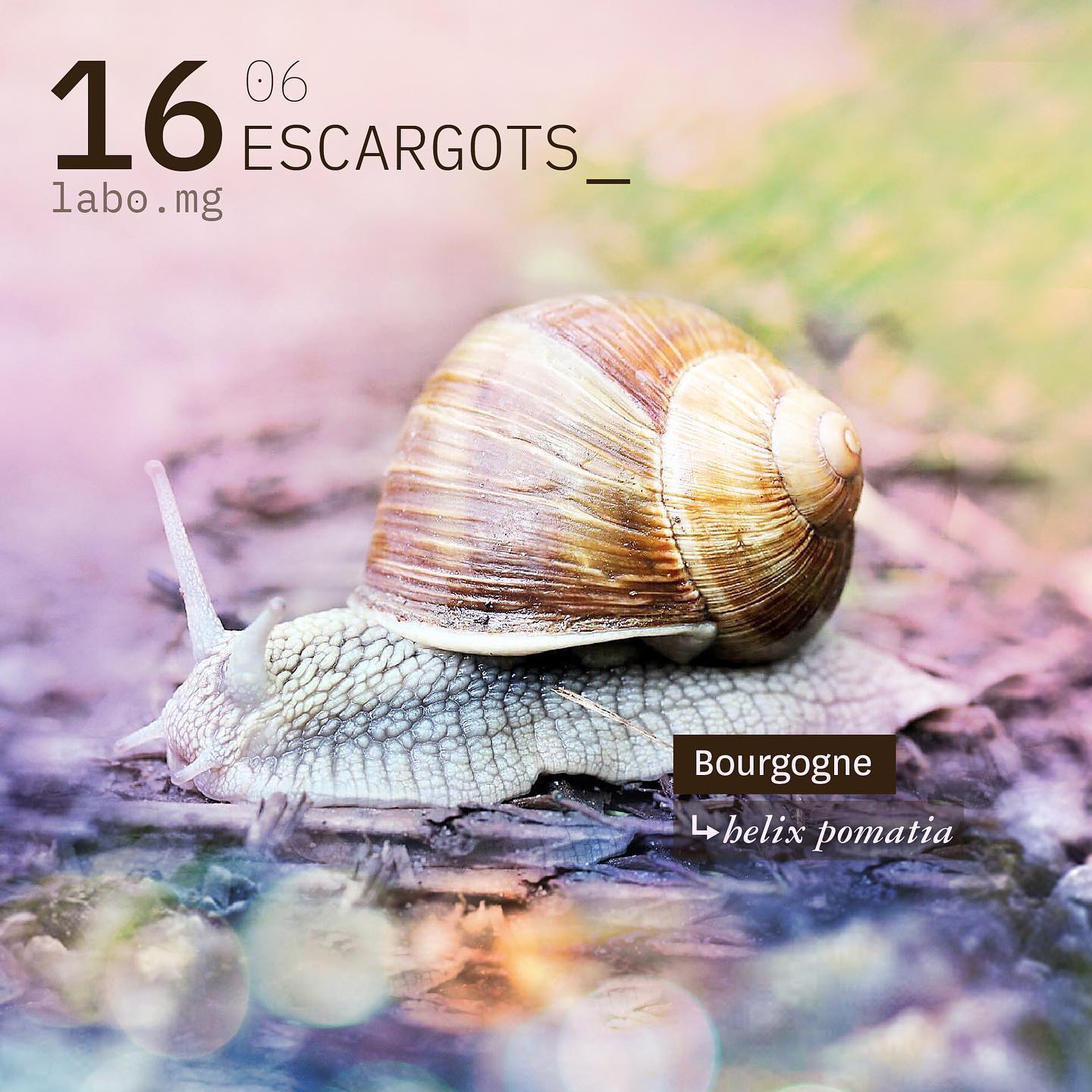 Escargot de Bourgogne