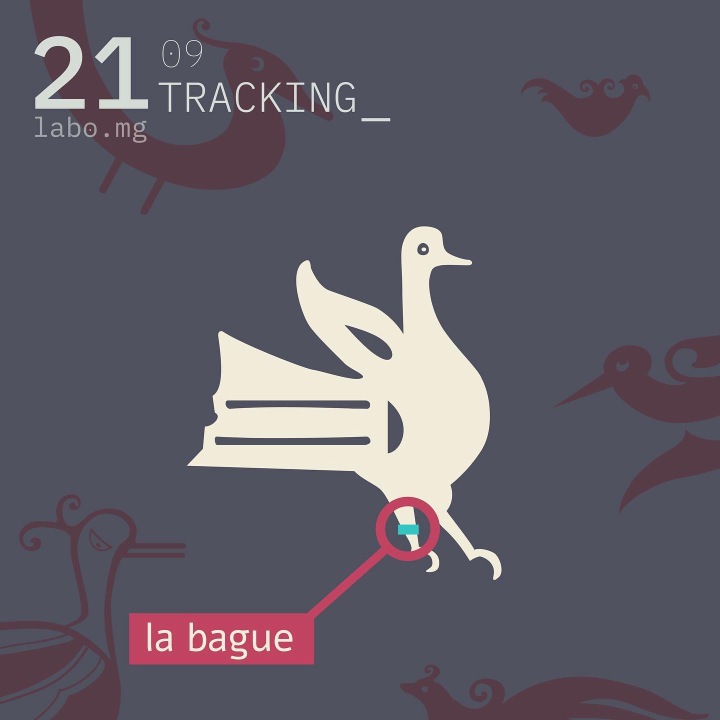 Le baguage des oiseaux