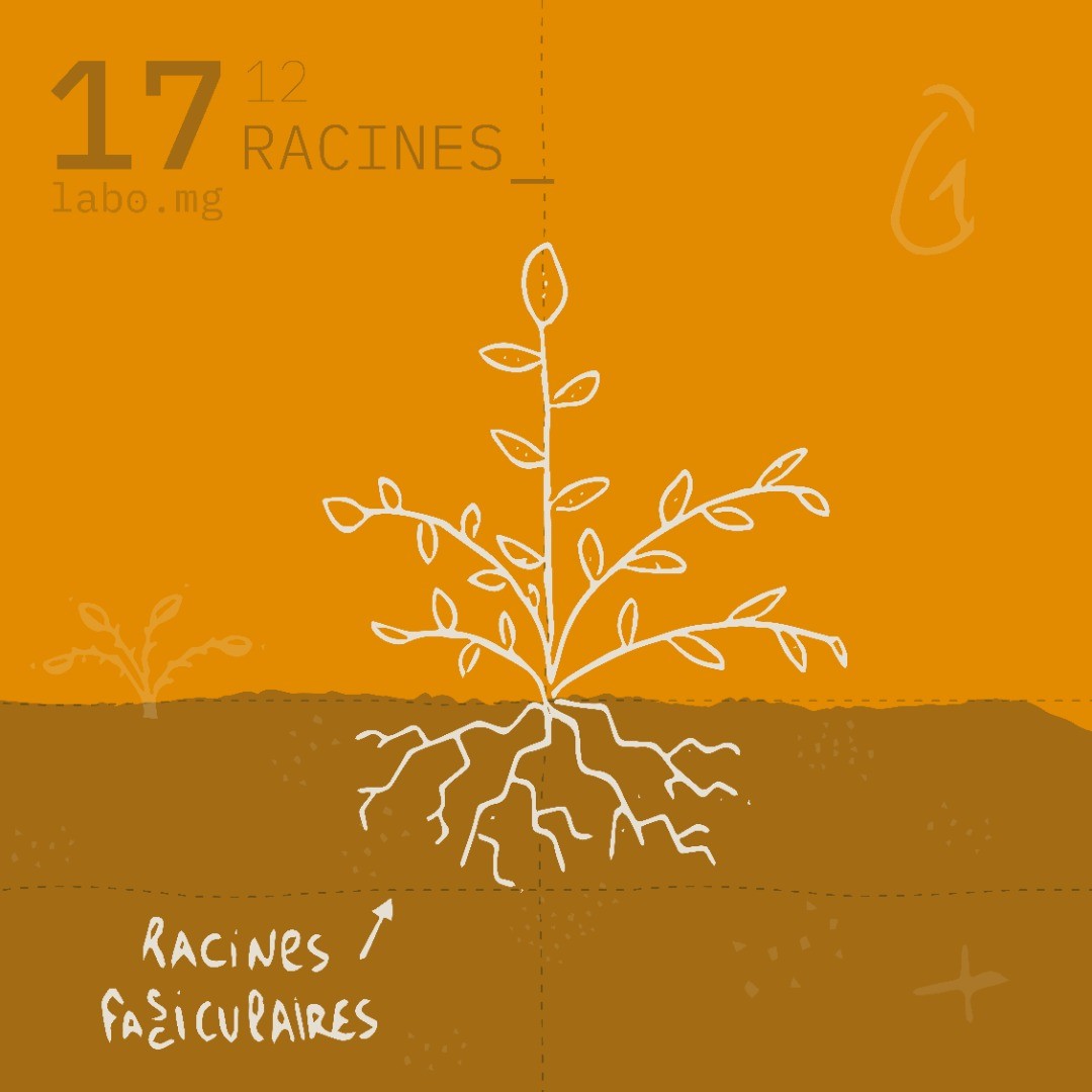 Système racinaire fasciculaire