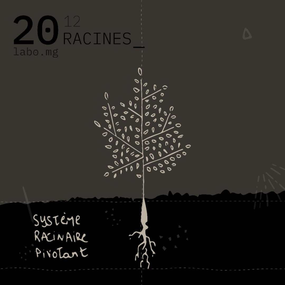 Système racinaire pivotant