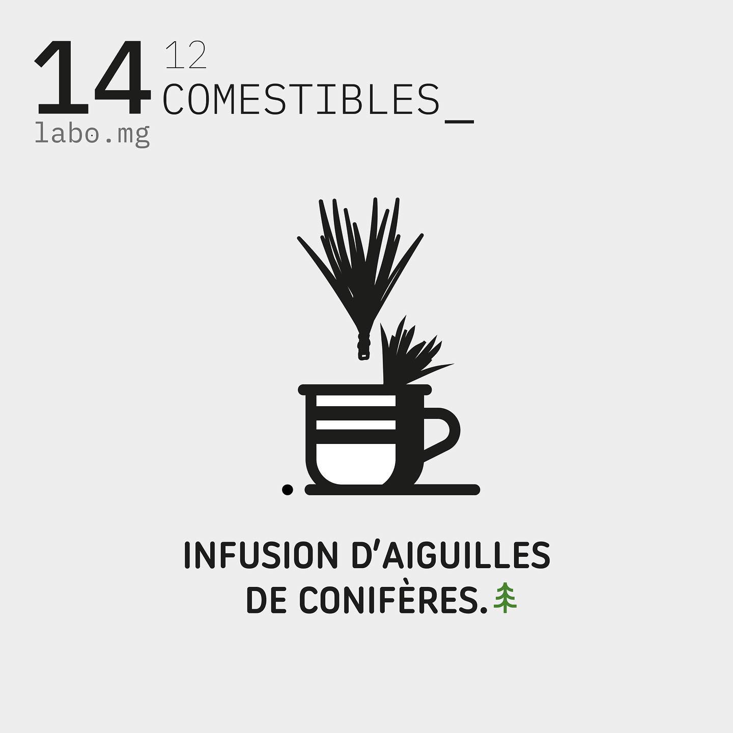 Aiguilles de conifères