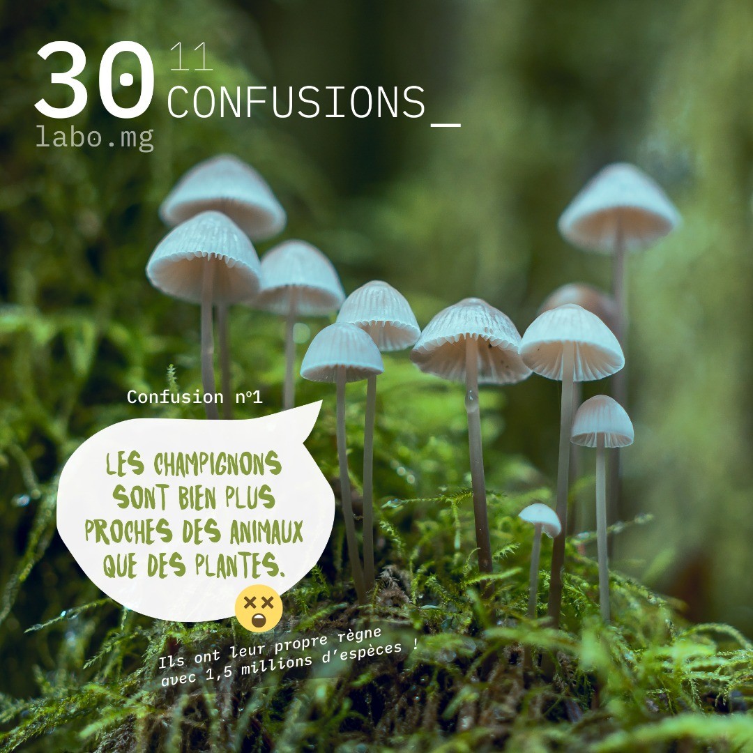 Les champignons