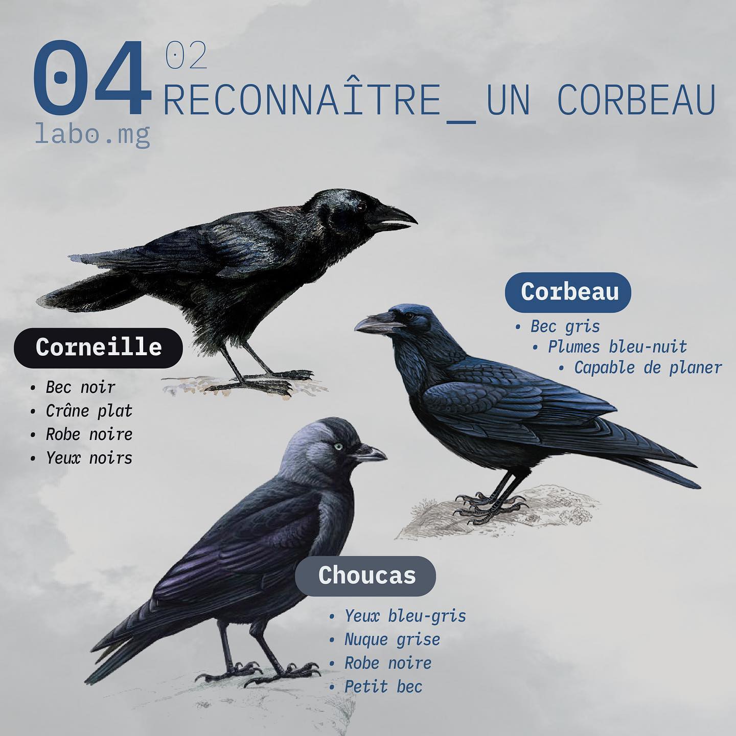 Reconnaître un corbeau