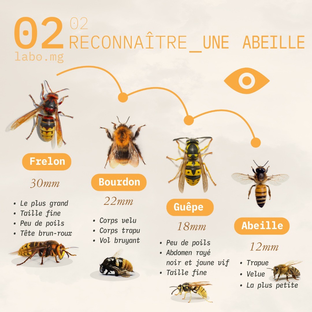 Reconnaître une abeille