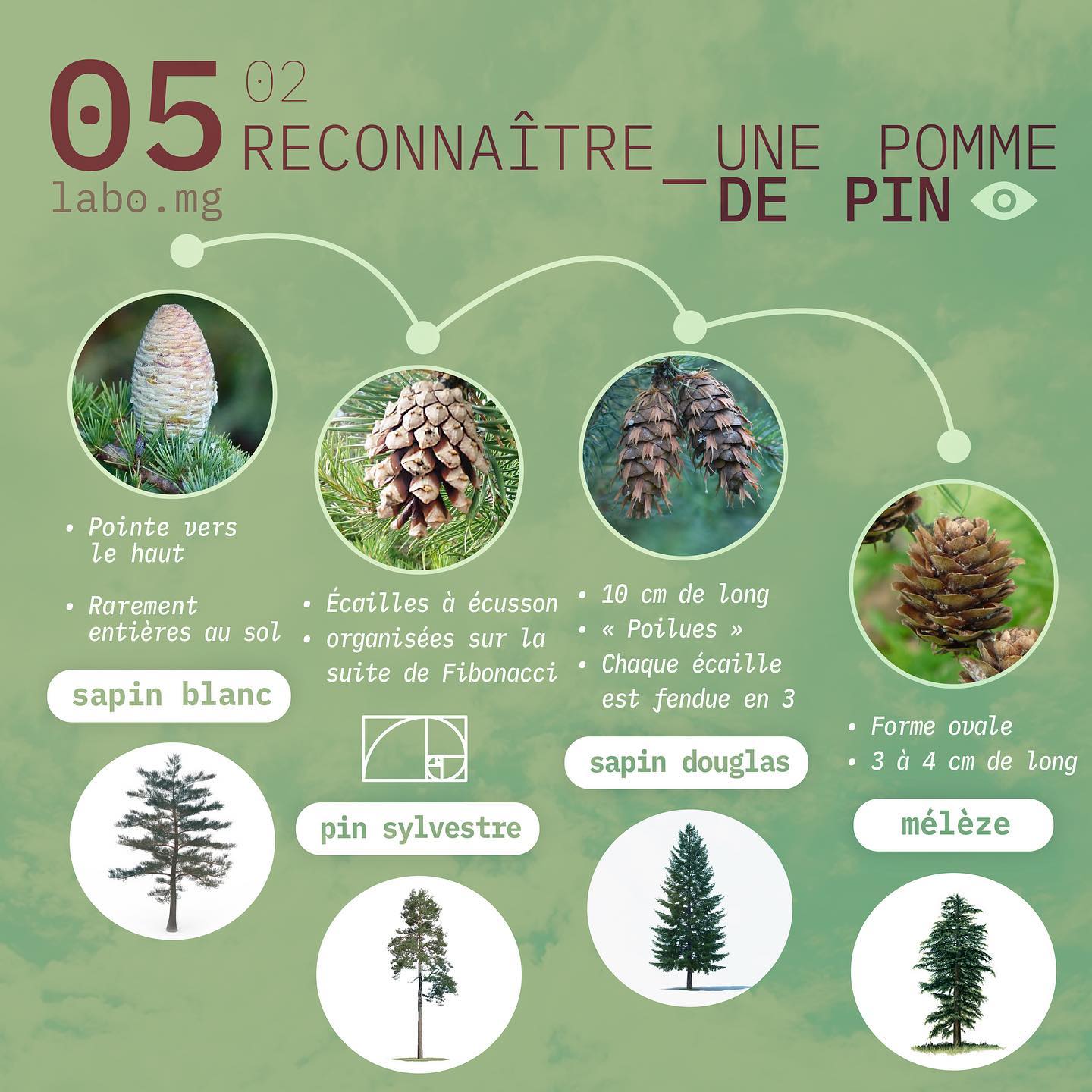 Reconnaître les pommes de pin