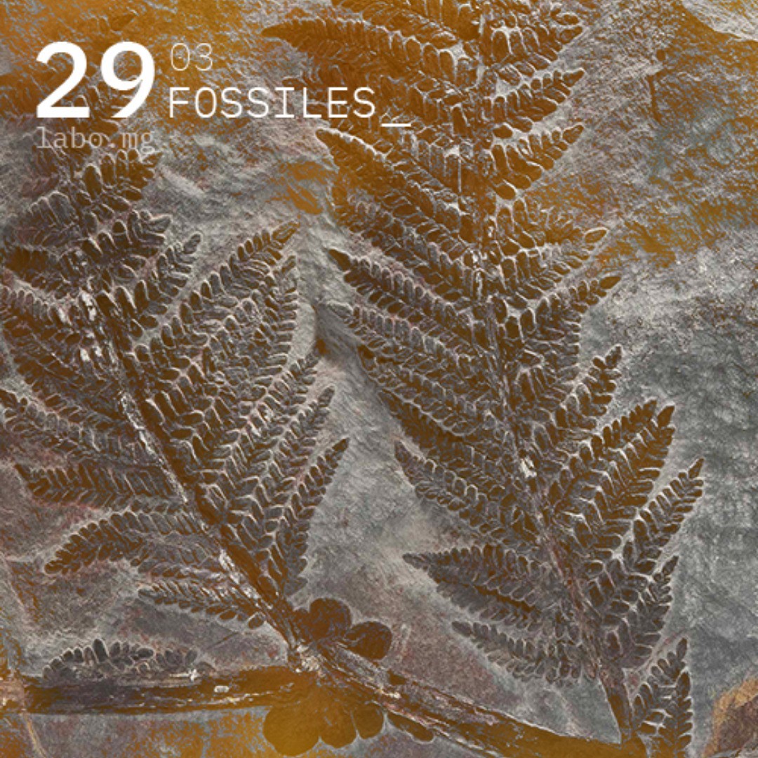 Les fossiles géologiques