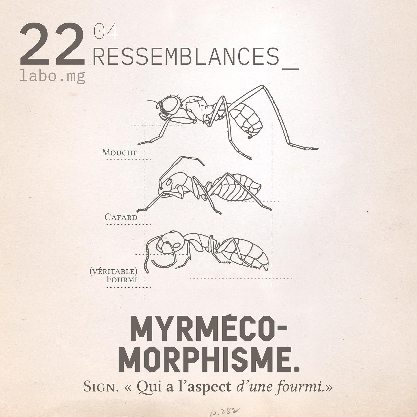 Myrmécomorphisme