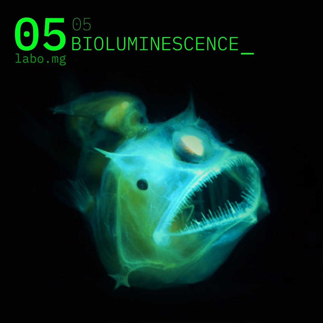 Bioluminescence dans les abysses
