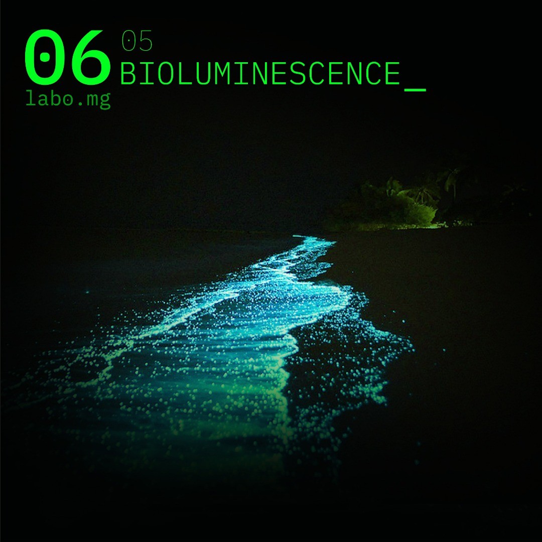 La mer bioluminescente