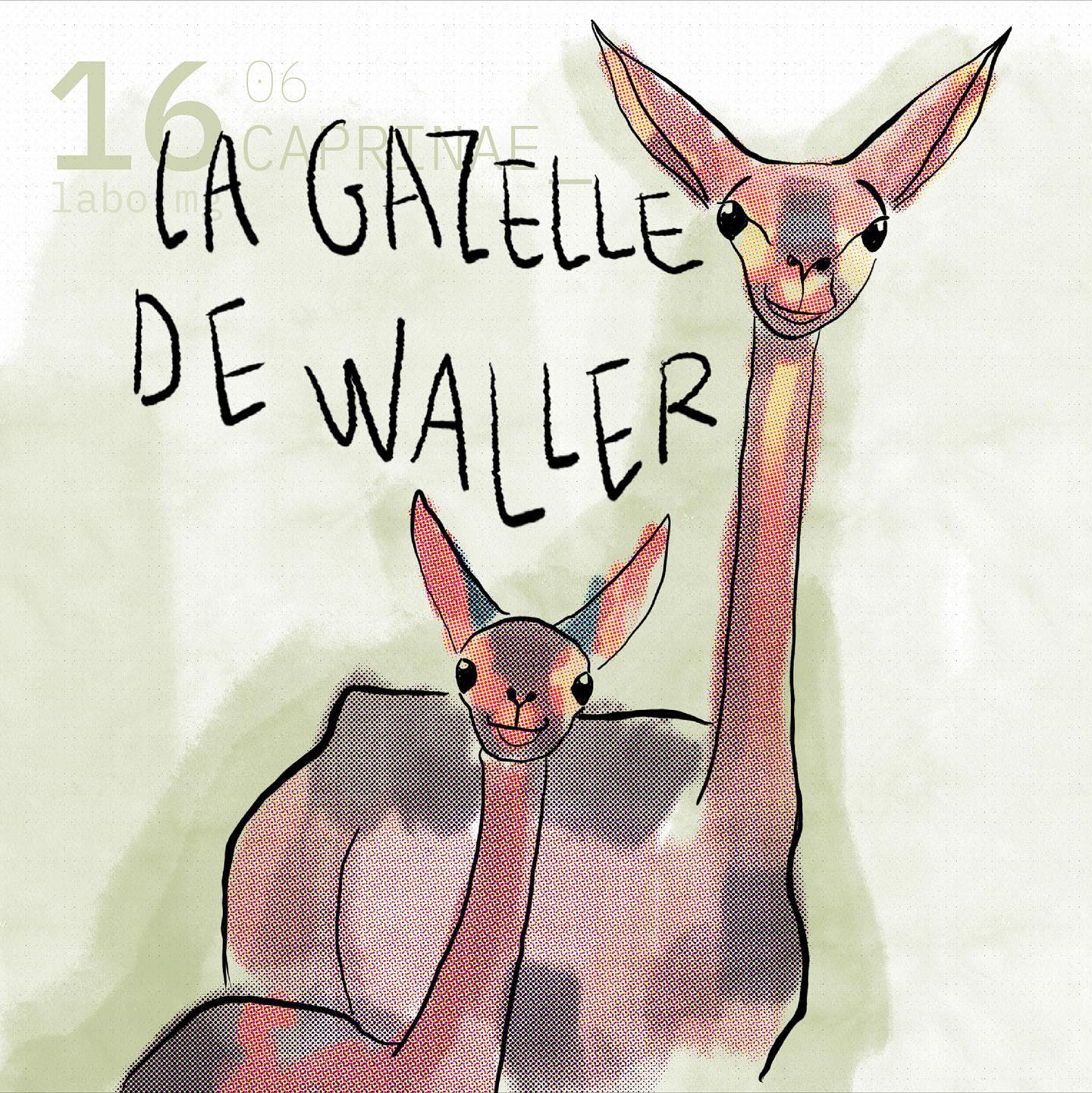 Gazelle de Waller
