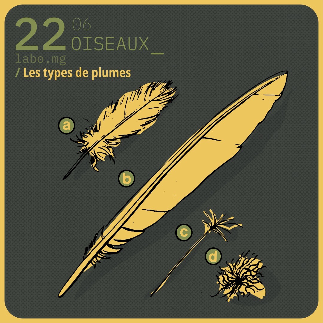 Les types de plumes