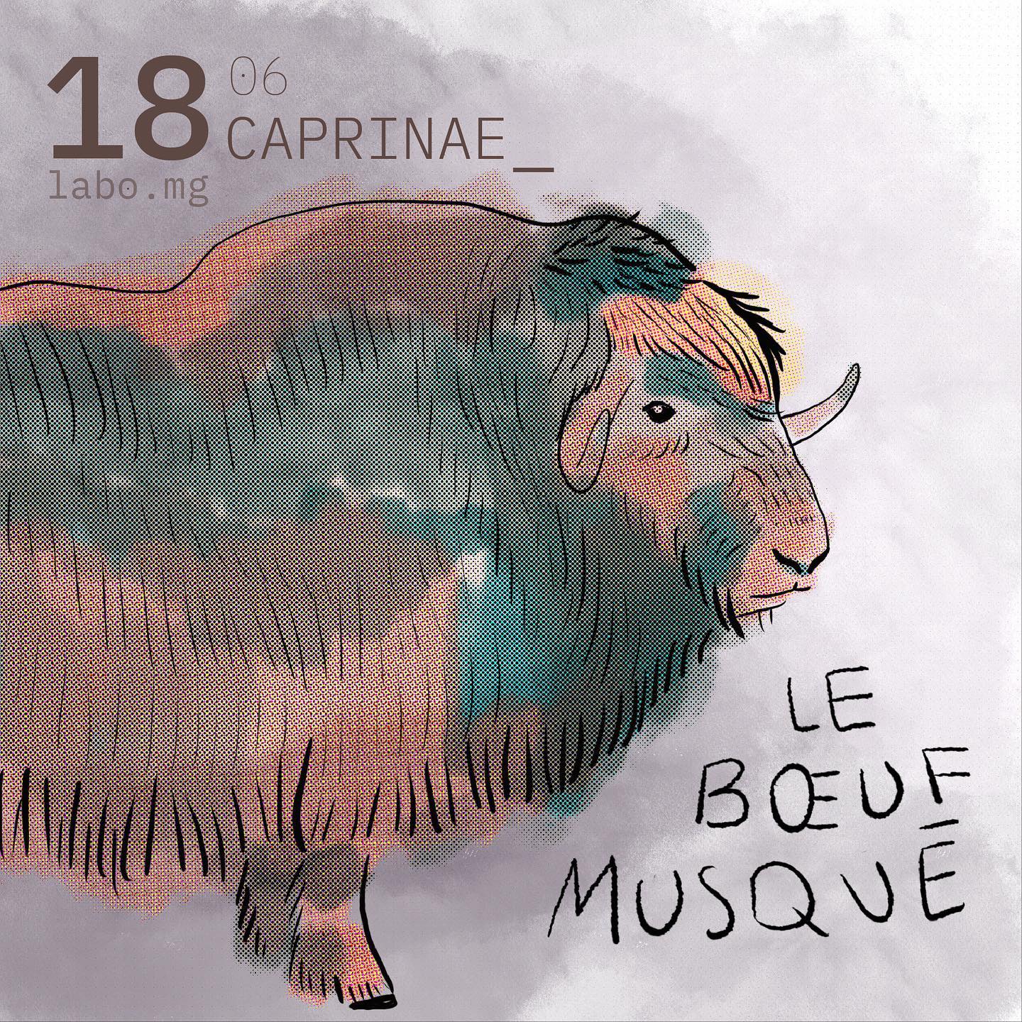 Bœuf musqué