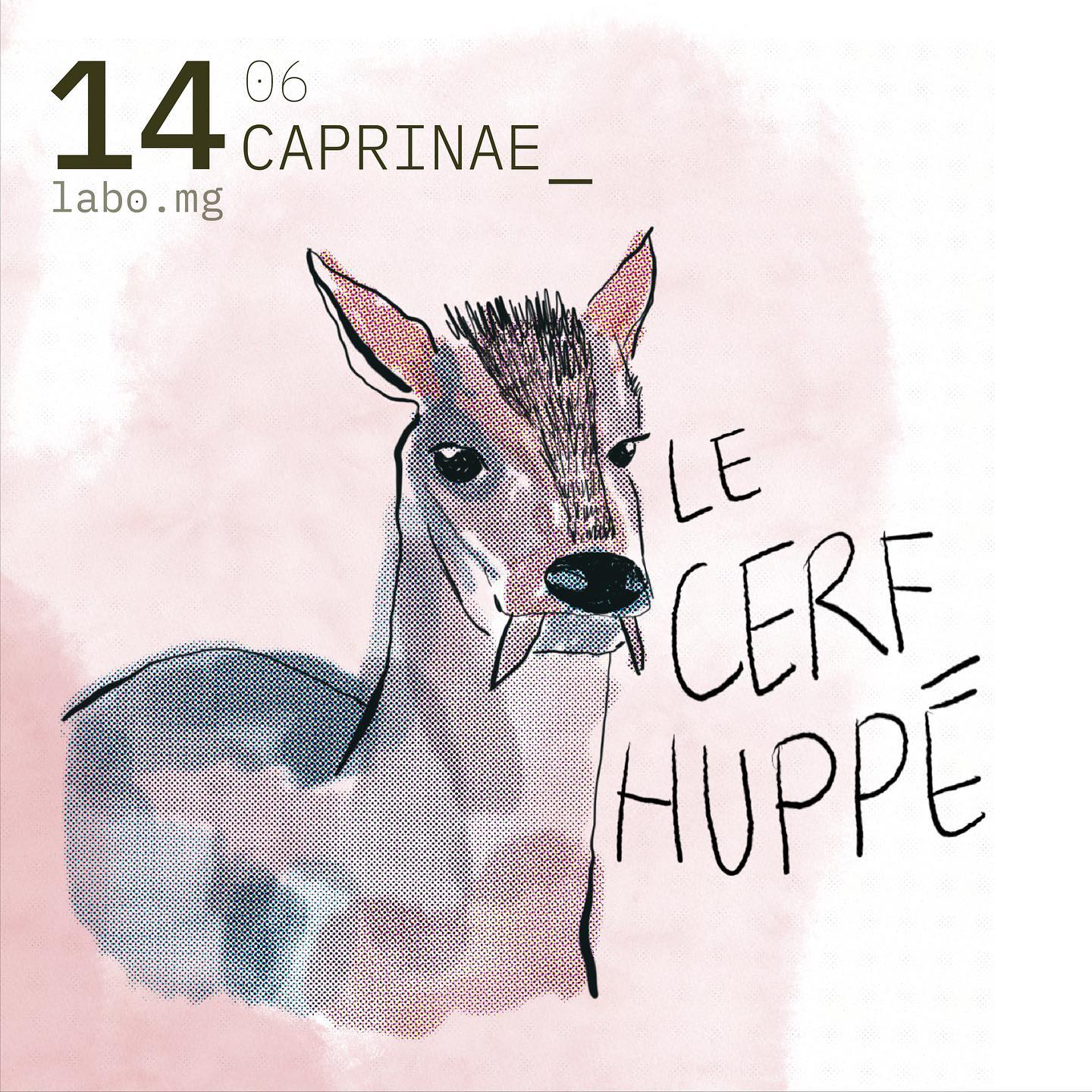 Cerf huppé