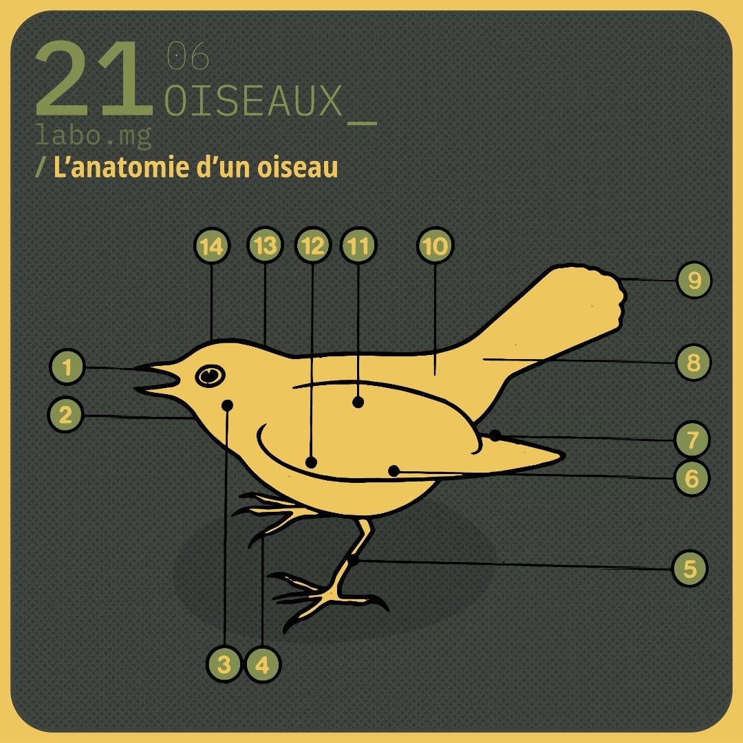 Anatomie d'un oiseau
